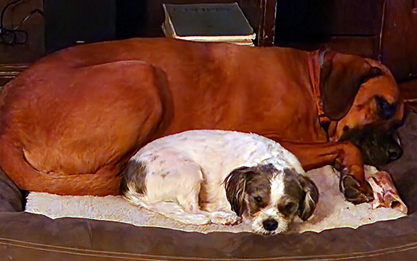 Dog 3
